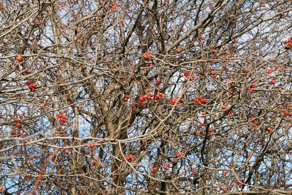 Höst Löv Trädet — Stockfoto