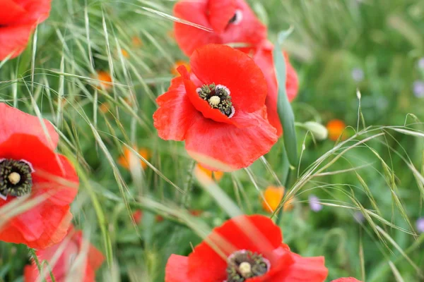 Amapolas Florecientes Campo — Foto de Stock