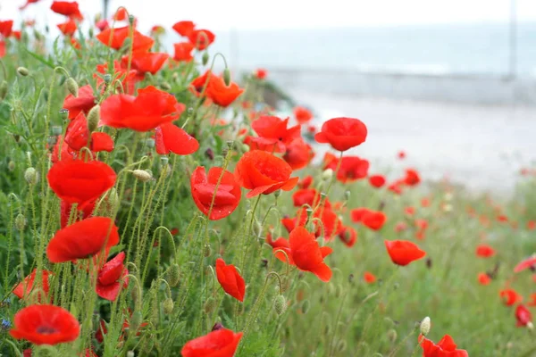 Blooming Poppies Field — Stock Photo, Image