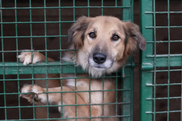Kafesteki sevimli evsiz köpek.