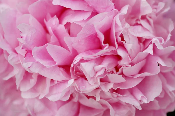 Vackra Färska Rosa Pioner — Stockfoto