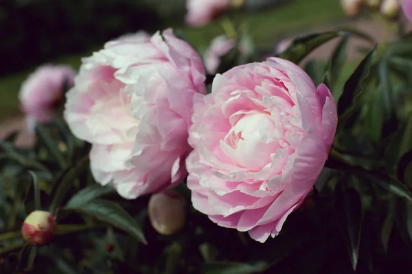 Beautiful Fresh Pink Peonies — Stock Photo, Image