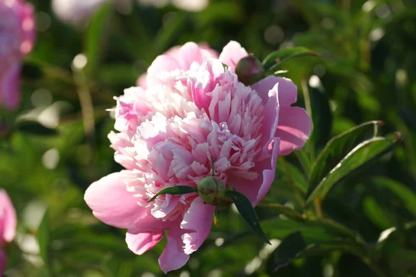 Fioritura Fresca Fiore Peonia Rosa — Foto Stock