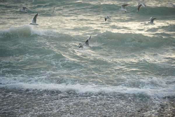 Belle Mer Orageuse Avec Mouettes — Photo