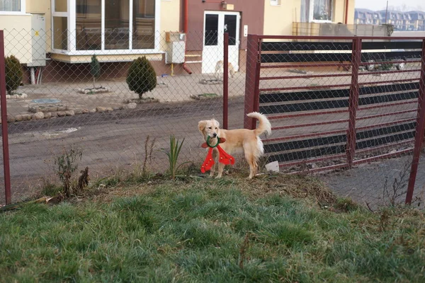 Bambino Giocare Con Suo Cane — Foto Stock