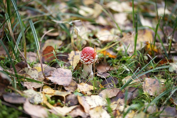 Mushroom Autumn Forest — Stock Photo, Image