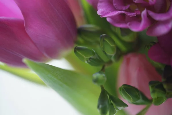 Schöner Frischer Tulpenstrauß — Stockfoto