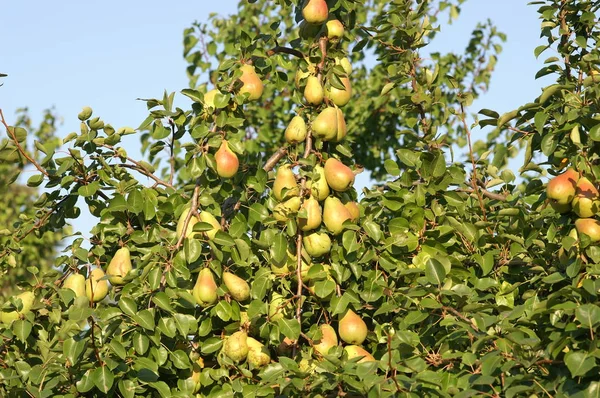 Frutos Pêra Amarela Árvore — Fotografia de Stock