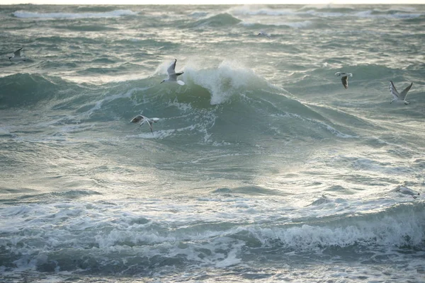 Mar Tempestuoso Bonito Com Gaivotas — Fotografia de Stock