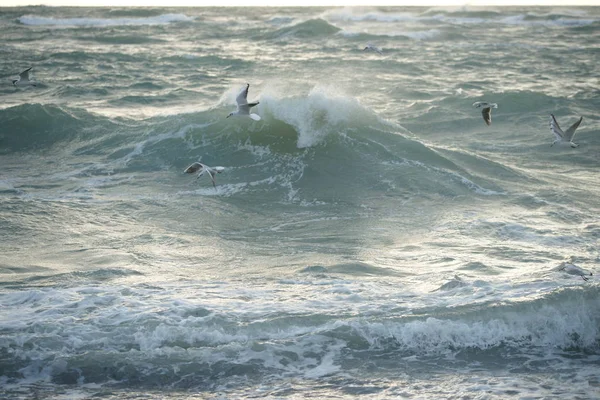 Beautiful Stormy Sea Seagulls — Stock Photo, Image