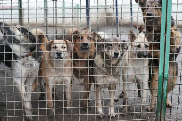 Cute Homeless Dogs Cage — Stock Photo, Image