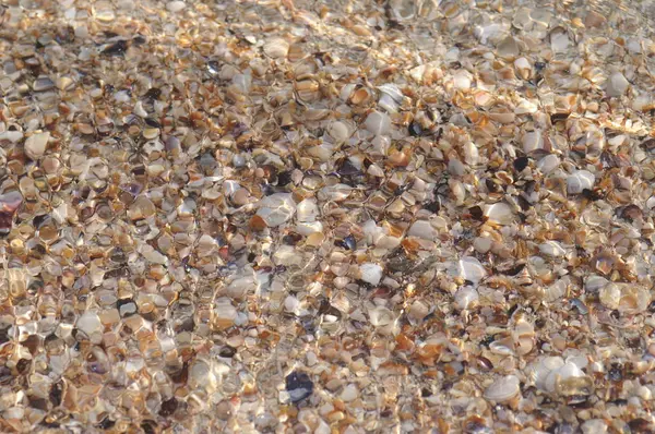 ビーチでの貝殻 — ストック写真