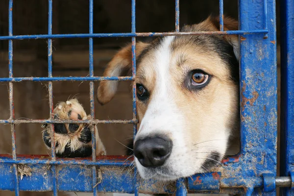 Cute homeless dog in a cage