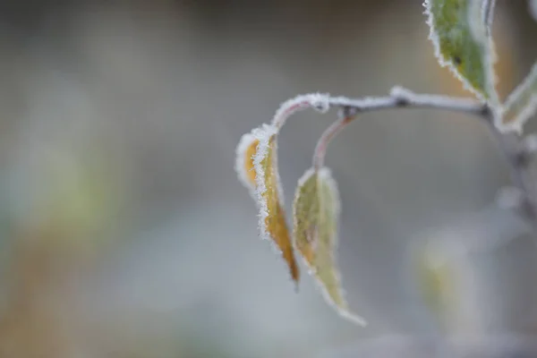 Branches Congelées Avec Des Feuilles Dans Forêt — Photo