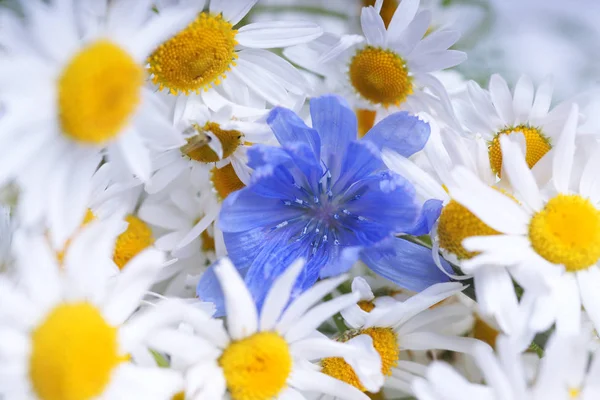 Beyaz papatyalar ve mavi kır çiçekleri 