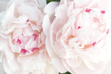 Güzel taze beyaz şakayıklar 