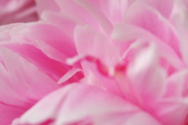 Bahçede taze pembe şakayıklar