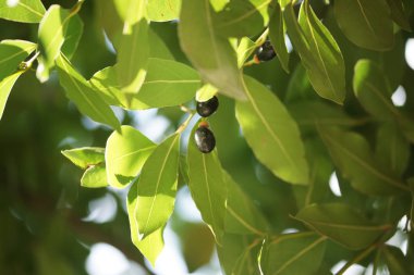 # Bahçedeki bir ağaçta kara dutlar #