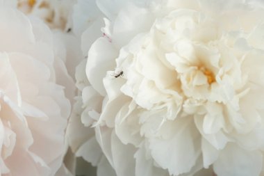 Güzel taze beyaz şakayıklar 