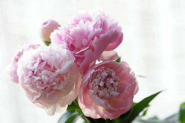 Güzel pembe şakayıklar. 