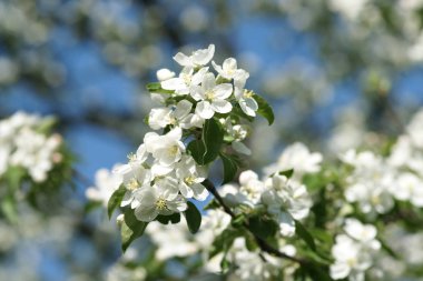 Baharda çiçek açan kiraz ağaçları
