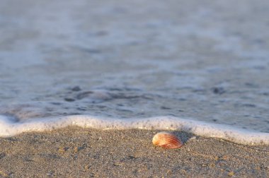 Seashell Beach