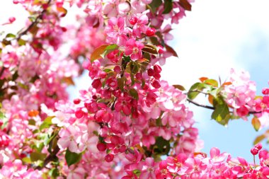 Meyve bahçesinde çiçekler olan pembe çiçekli elma ağaçları