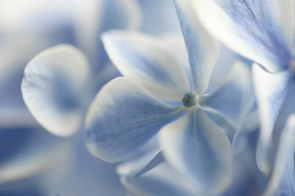 Blaue Und Weiße Hortensienblüten Nahaufnahme — Stockfoto