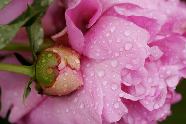 Belas Peônias Rosa Frescas — Fotografia de Stock