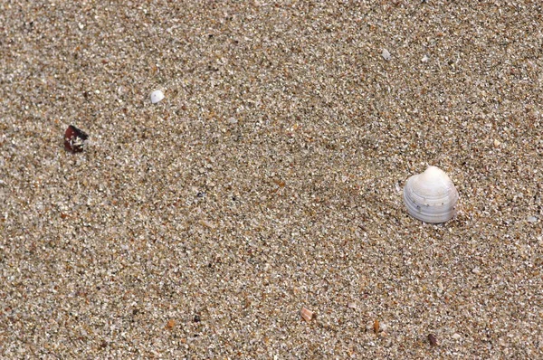 Muschel Strand — Stockfoto