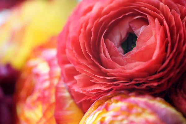 Schöne Blühende Blumen Nahsicht — Stockfoto