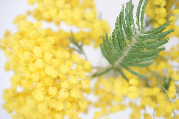 Güzel Mimoza Çiçekleri Buketi — Stok fotoğraf