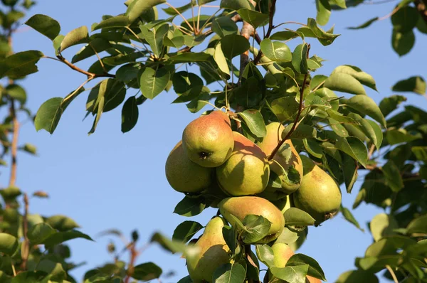 Frutos Pêra Amarela Árvore — Fotografia de Stock