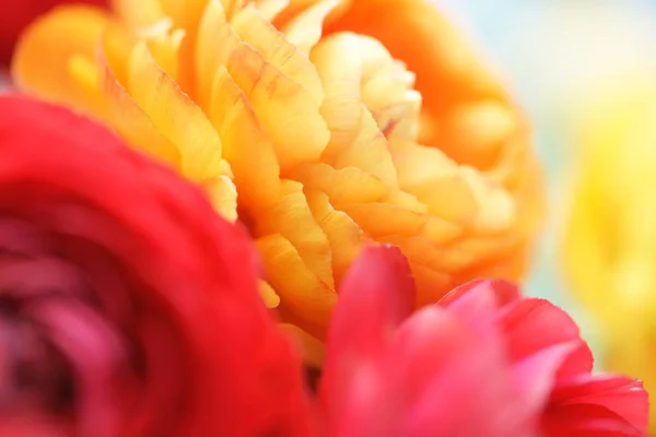 Schöne Blühende Blumen Nahsicht — Stockfoto