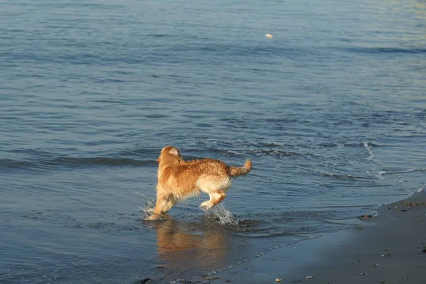 Cute Happy Dog Sea Beach — Stock Photo, Image