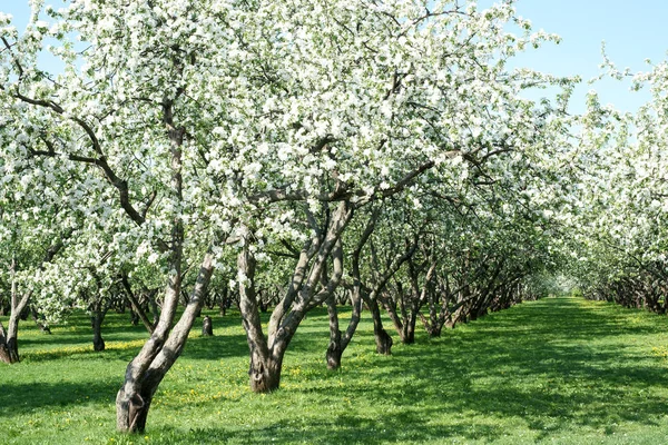 Gyönyörű Cseresznyefák Tavasszal — Stock Fotó