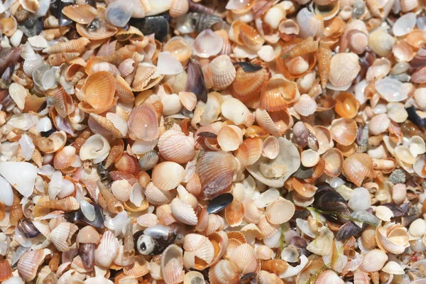 Sfondo Conchiglie Sulla Spiaggia — Foto Stock