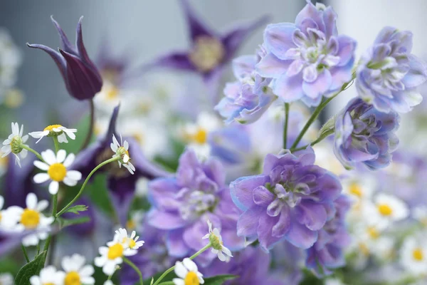 Красивые Фиолетовые Цветы Маргаритки Саду — стоковое фото