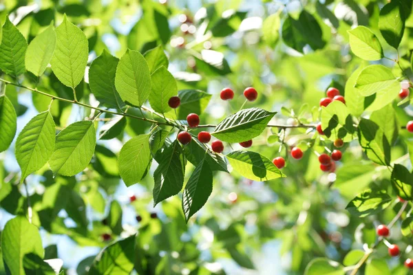 Cerises Rouges Mûres Sur Les Branches — Photo