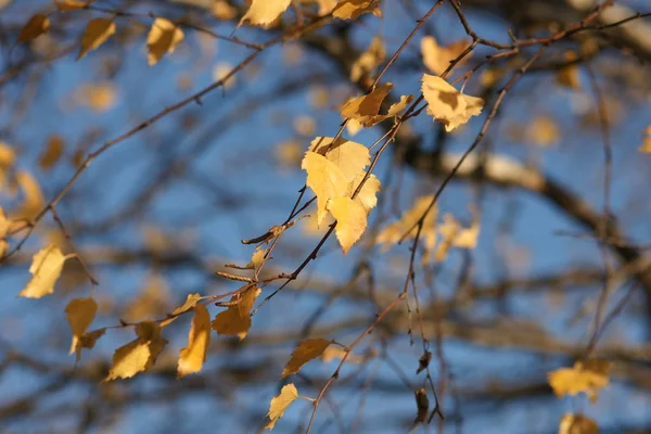 Autumn Foliage Blue Sky Background — Stock Photo, Image