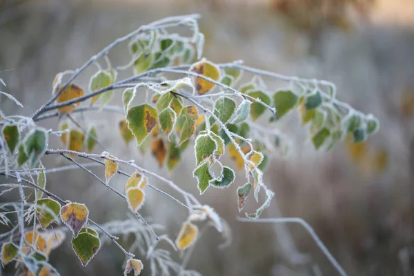 凍った葉を閉じて — ストック写真