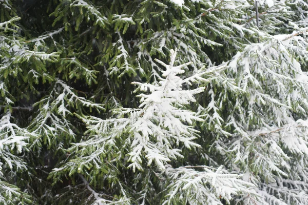 Snow Forest Winter Landscape — Stock Photo, Image