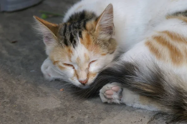 Pequeno Gato Chão — Fotografia de Stock