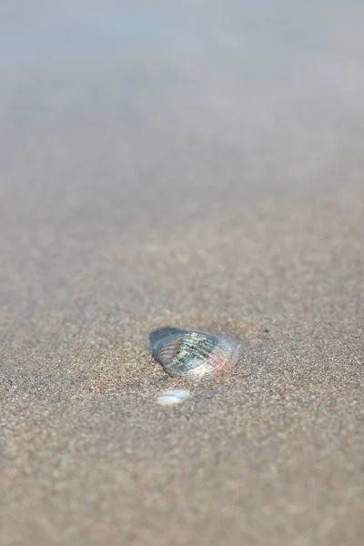 Shell Sand Beach Close — Stock Photo, Image