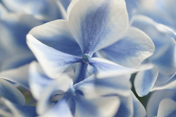 Blaue Und Weiße Hortensienblüten Nahaufnahme — Stockfoto