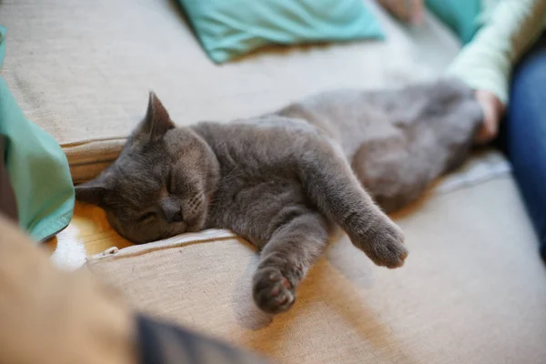 Carino Piccolo Gatto Grigio Dormire Sul Divano Tra Cuscini — Foto Stock