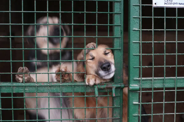 Cute Homeless Dogs Cage — Stock Photo, Image