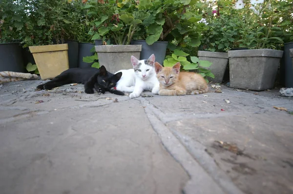 Katzen Garten Katze Sitzt Auf Dem Boden — Stockfoto