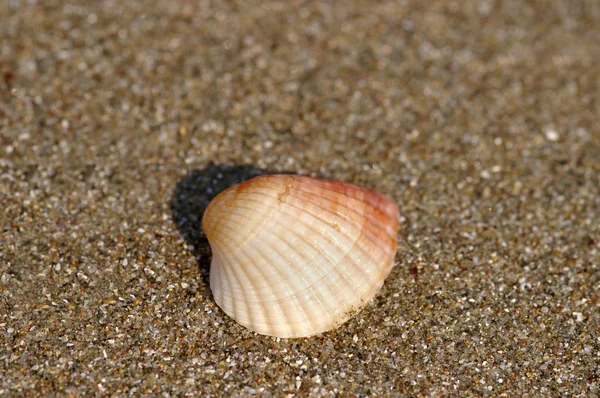 Seashell Beach — Stok fotoğraf