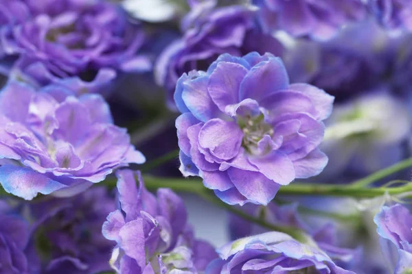 Vackra Lila Blommor Och Prästkragar Trädgården — Stockfoto